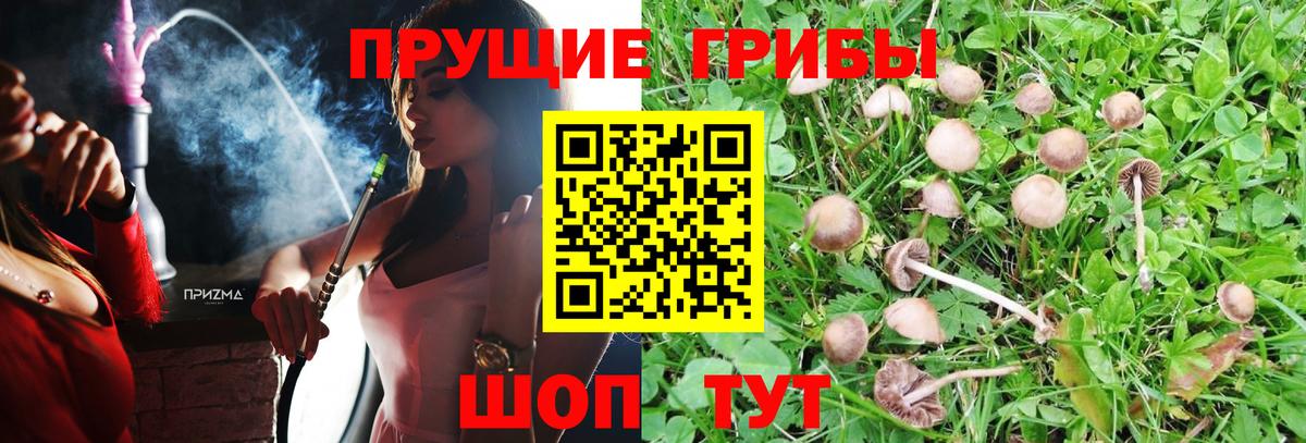 Псилоцибиновые грибы прущие грибы Горно-Алтайск